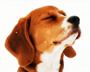 Beagle Dog Head Paint By Number