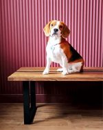 Beagle Dog On The Table Paint By Number
