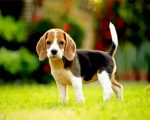 Beagle Dog Puppy Paint By Number