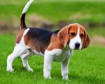 Beagle Puppy Animal Paint By Number