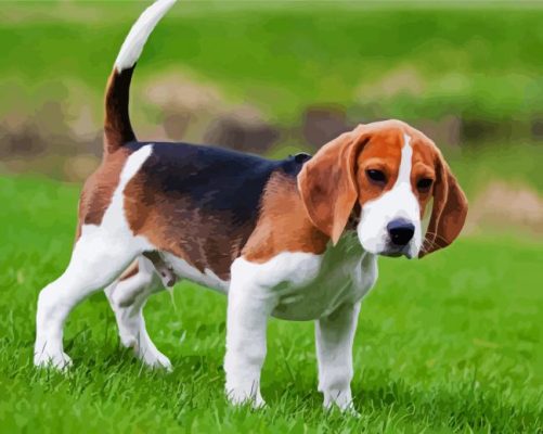 Beagle Puppy Animal Paint By Number