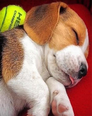 Beagle Puppy Sleeping Paint By Number
