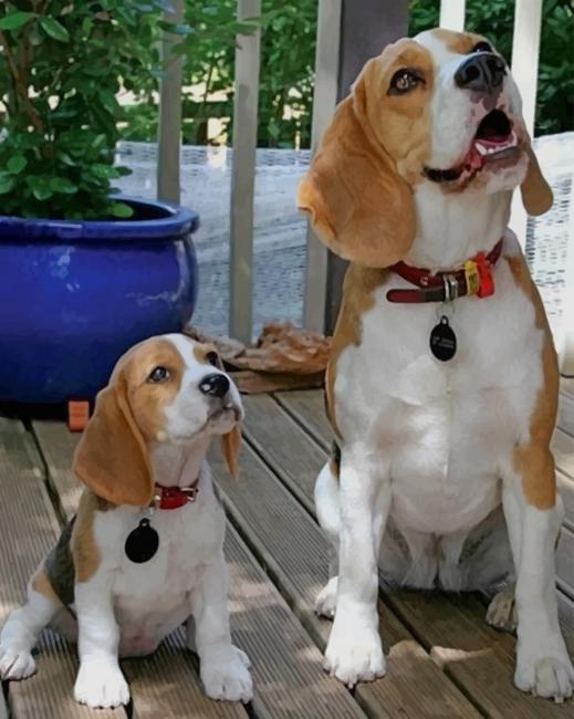 Beagle Dogs Paint By Number