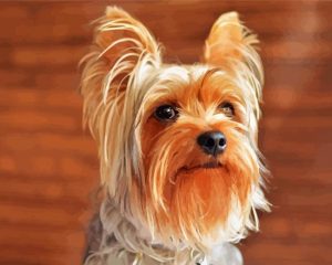 Beige And Brown Yorkshire Terrier Paint By Number