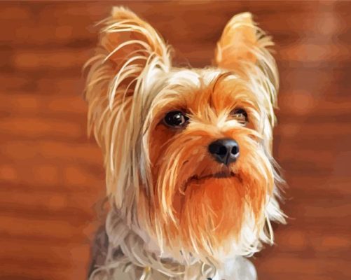 Beige And Brown Yorkshire Terrier Paint By Number