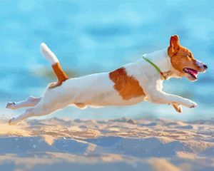 Bichon Jack Russell Puppy Paint By Number