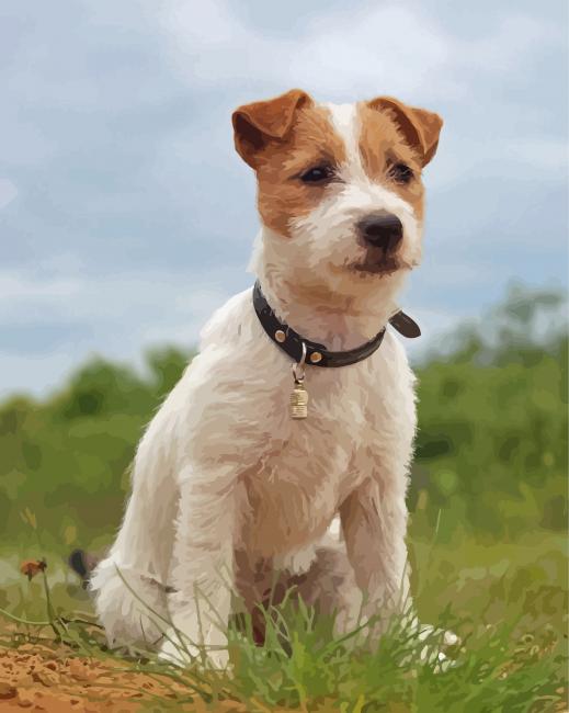 Bichon Jack Russell Puppy Paint By Numbers