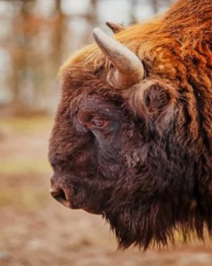 Bison Face Paint By Numbers