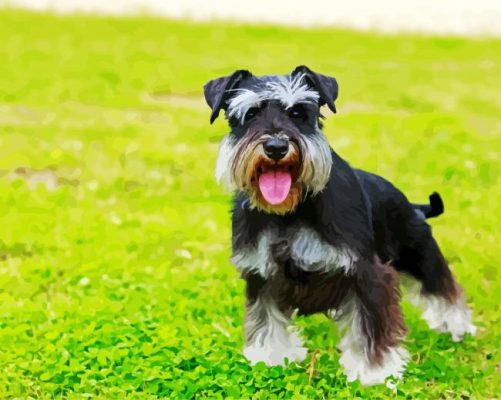 Puppy Schnauzer Paint By Number