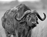 Black And White Buffalo Paint By Number