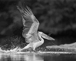 Black And White Pelican Paint By Numbers