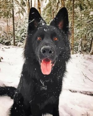 Black German Shepherd Paint By Number