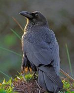 Black Raven Bird Paint By Numbers