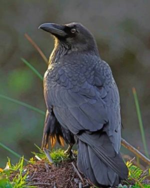 Black Raven Bird Paint By Numbers