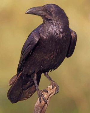 Black Raven Paint By Numbers