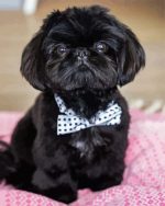 Black Shih Tzu Puppy Paint By Number
