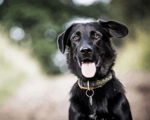 Border Collie Labrador Paint By Number