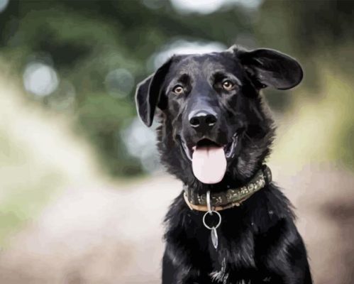 Border Collie Labrador Paint By Number