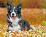 Aesthetic Smooth Collie Paint By Number