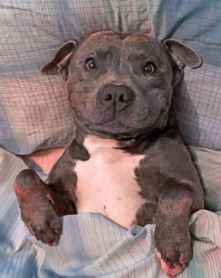 Chilling Staffy Paint By Number