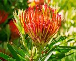 Pincushion Protea Plant Paint By Numbers