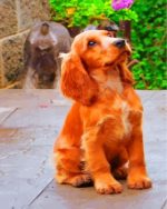 Cocker Spaniel Paint By Numbers