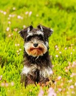 Adorable Schnauzer Paint By Number
