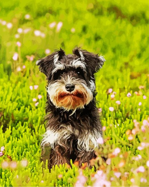 Adorable Schnauzer Paint By Number