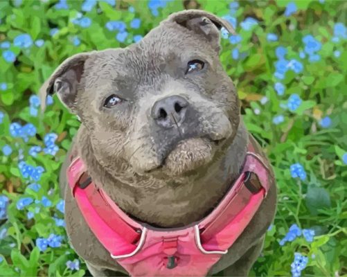 Cute Staffy Bull Terrier Paint By Numbers