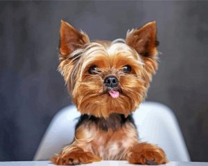 Cute Yorkshire Terrier Paint By Number
