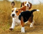 Cute Beagles Paint By Number