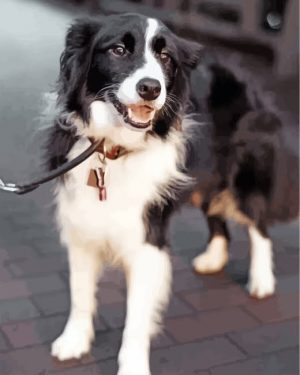 Cute Border Collie Lab Paint By Number
