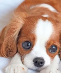 Cute King Charles Spaniel Paint By Number