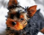 Cute Little Yorkshire Terrier Paint By Number
