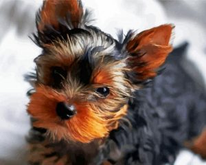 Cute Little Yorkshire Terrier Paint By Number