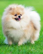 Cute Pomeranian Dog Paint By Number