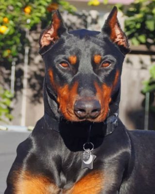 Ddoberman Paint By Number