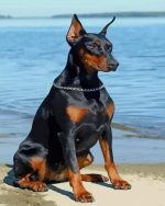 Black Doberman Dog Paint By Number