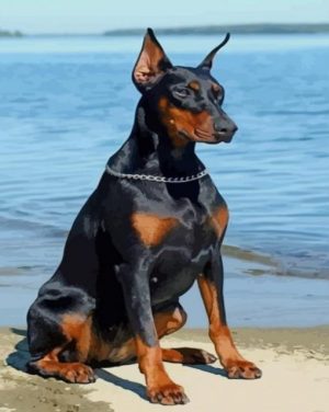 Black Doberman Dog Paint By Number