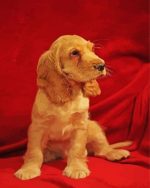 Cocker Spaniel Puppy Paint By Numbers