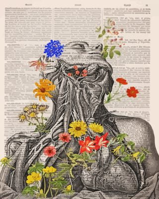 Floral Anatomy Paint By Numbers