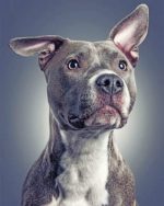Gray Pitbull Dog Paint By Numbers