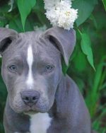 Gray Pitbull paint by numbers