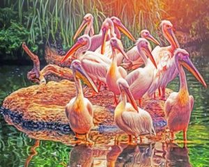 Great White Pelicans Paint By Numbers