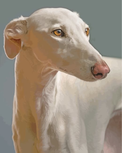 Greyhound Dog Paint By Number