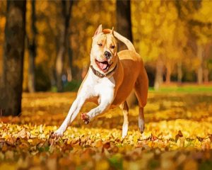 Happy Staffordshire Paint By Number