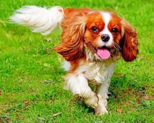 King Charles Cavalier Paint Numbers