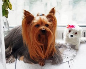 Long Haired Yorkshire Terrier Paint By Number