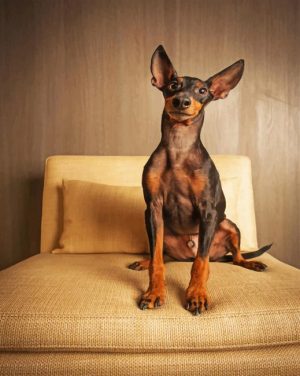Mini Doberman Paint By Number