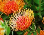 Pincushion Proteas Paint By Numbers
